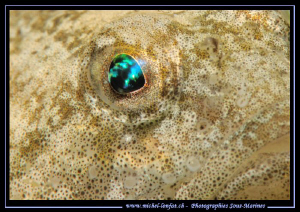 The beautiful eye of a Bullhead, one of my favorite Fresh... by Michel Lonfat 